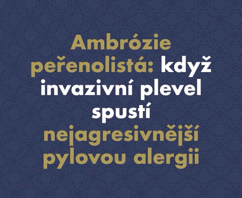 Ambrózie peřenolistá: Když invazivní plevel spustí nejagresivnější pylovou alergii