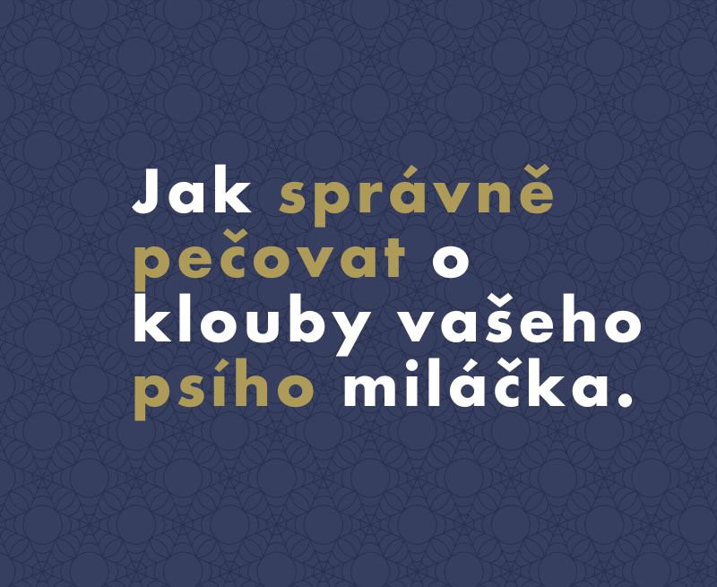 Jak vybrat nejlepší kloubní výživu pro psa