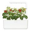 SG3 white mini tomato 1200x1200 457722e9 90de 486f 91ab 98e6e0a38aff 1200x