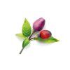 Purple Chili plant 1200x960 88858f36 78d3 41ce ba6a 207007b96cdd 1200x