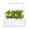 SG3 yellow sweet pepper white 1200x1200 1200x
