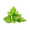 Cilantro Coriander 1200x960 aba77d8d c870 41a3 a537 751094010b1f 1200x